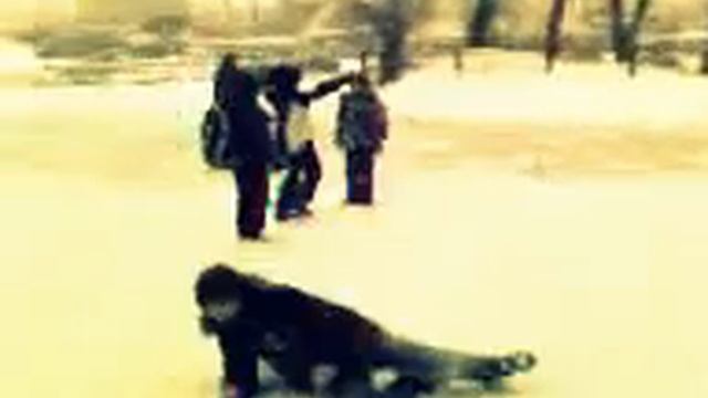 Птичка смотреть онлайн