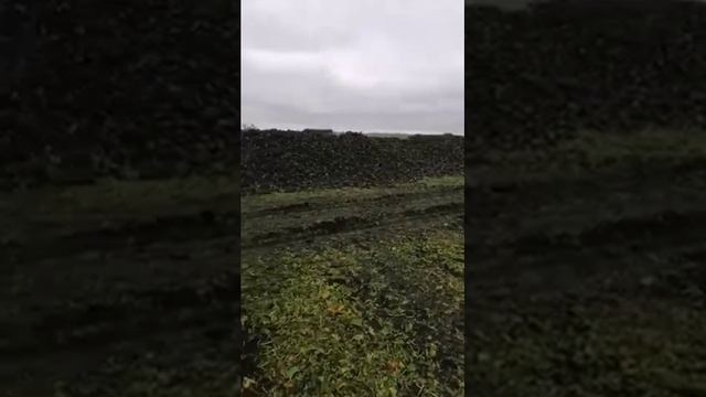 завершение уборки сахарной свеклы, сезон 2021-2022 смотреть онлайн