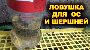 Как сделать ловушку для ос и шершней за 1 минуту.