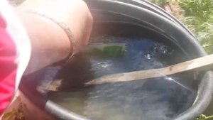вьющаяся клубника которая плодоносит постоянно