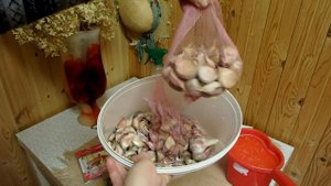 Чеснок перед посадкой надо обязательно обработать!!!