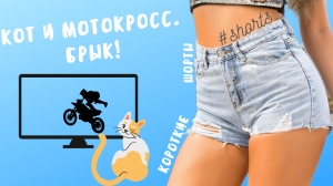 Кот и мотокросс. Брык!..) #shorts