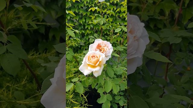 🍃🧡🍃Красавица - роза Bathsheba (D.Austin) расцветает!🍃🧡🍃 смотреть онлайн