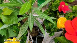 22 May 2022 | Plantain lilies Plant & Red Korobi Flower Plant | Galiff Street Plant Market