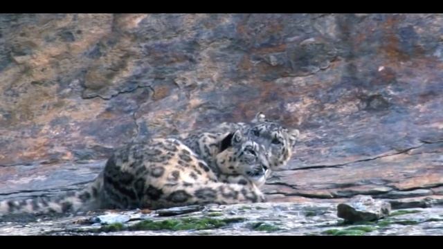 Животные находятся на грани исчезновения смотреть онлайн