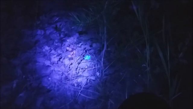 Поиск грибов, в ночном лесу, с ультрафиолетовым фонарем. смотреть онлайн