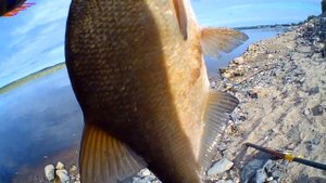 КАША ДЛЯ ЛЕЩА! ЛЕЩ ПРЁТ на НЕЁ! Ловля леща летом на фидер 2020 на реке с прикормкой!