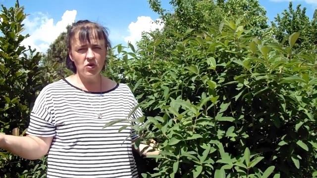 Жимолость съедобная. Как получить урожай без мучений? смотреть онлайн