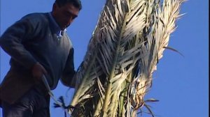 El PALMERAL. Peligrosa recogida de dátiles y palmas secas para su tradicional artesanía | Documenta