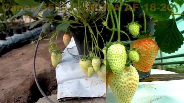 09 04 Земляника. Panasonic HC-V770-Canon 550D + SIGMA AF 18-200 mm смотреть онлайн