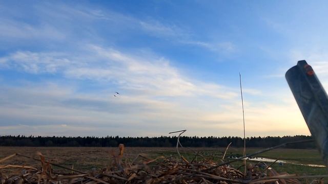 Последний налёт гусей весеннего сезона 2023 года!!! смотреть онлайн