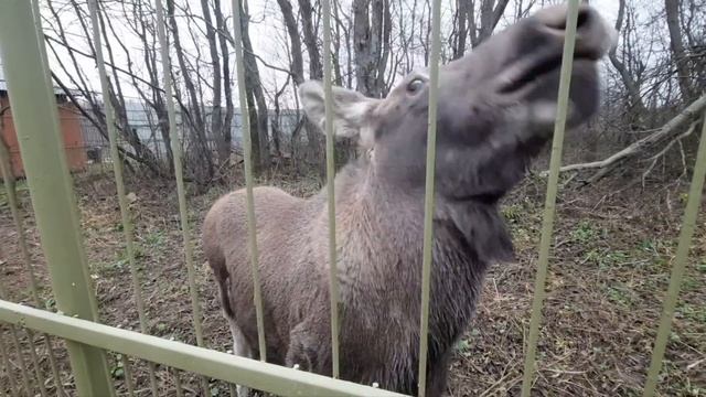 Новый житель парка. Лосёнок Весна? ПАРК ЗЕМЛЯ ПРАЙДА ? смотреть онлайн