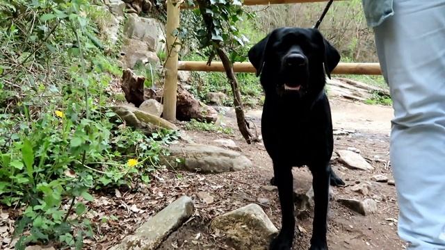 Флойд приехал в РУПИТ. Город ВЕДЬМ!!! Говорящая собака смотреть онлайн