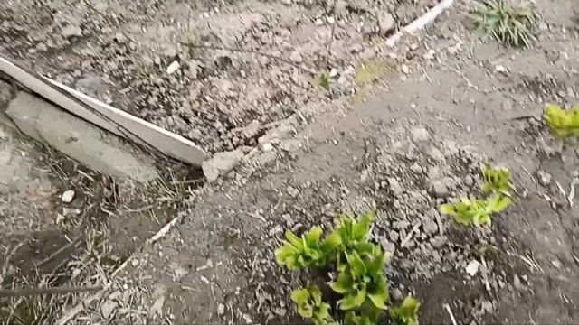 Заготовка барбариса для заморозки. смотреть онлайн