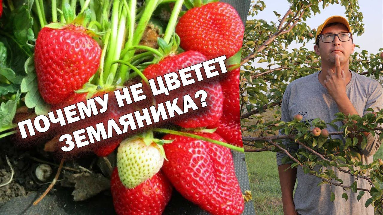 Почему не цветет земляника