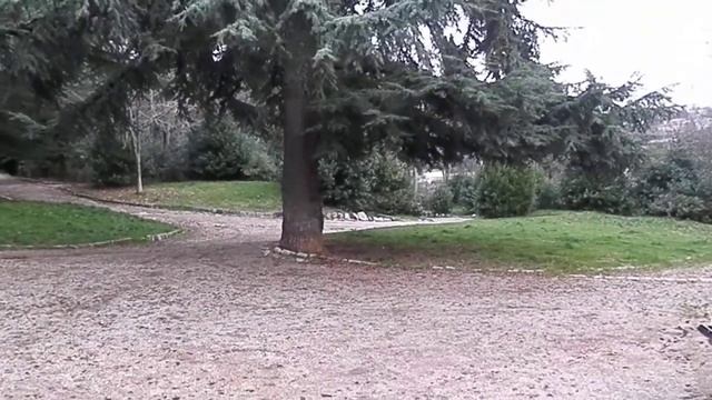 Libanonska cedra (Cedrus libani), Reka, Hrvaška, 2018 смотреть онлайн