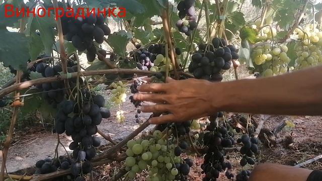 виноград матадор 2021г смотреть онлайн