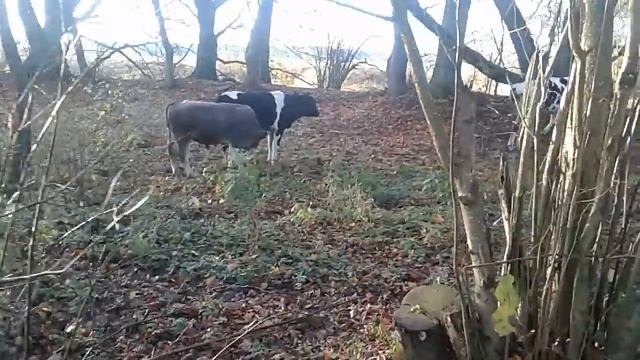 КОРМЛЮ КОРОВ НЕПРАВИЛЬНО,ЗАТО ВЫГОДНО! смотреть онлайн