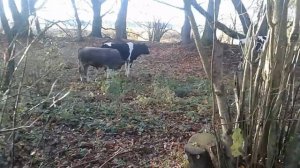 КОРМЛЮ КОРОВ НЕПРАВИЛЬНО,ЗАТО ВЫГОДНО!