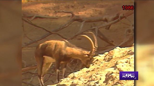 San Diego Zoo and Wild Animal Park | News 8 Throwback Special смотреть онлайн