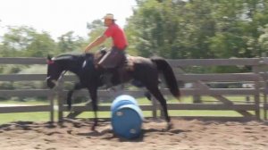 Fox Trotter Gelding Trail Horse