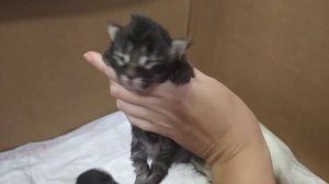 Котятам Мейн-кун 1 неделя!