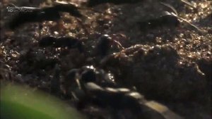 БРОДЯЧИЕ МУРАВЬИ