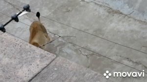 Львы московского зоопарка. Сентябрь 2022.
