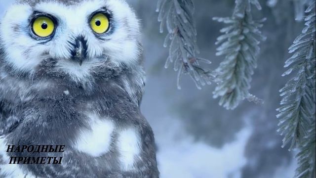 День Кирилла Указчика!  Что нельзя делать 27 февраля. Приметы на каждый день!