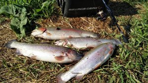 Форель на рублёвый спиннинг.