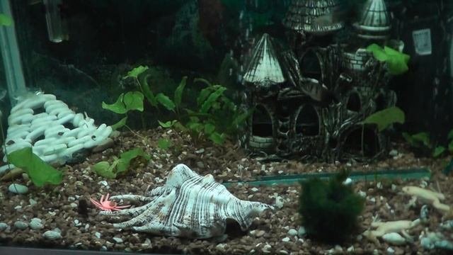 Сом клариус. Содержание и как он уживается с рыбками в аквариуме - Catfish Klarius content
