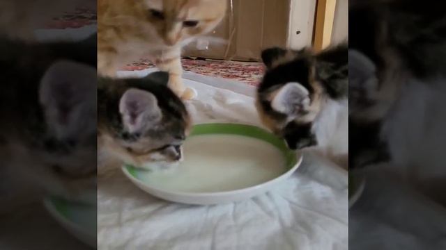 учусь пить из блюдца смотреть онлайн