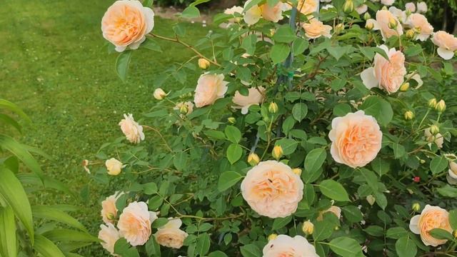 О некоторых английских розах Девида Остина в моём саду. смотреть онлайн