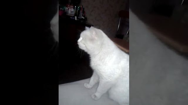 Котик заболел (( смотреть онлайн