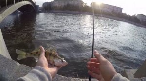 Ловля на дропшот в центре Москвы. Dropshot fishing in Moscow