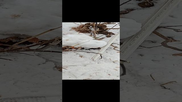 КОНКУРС!!! , на Легайная  оружия.