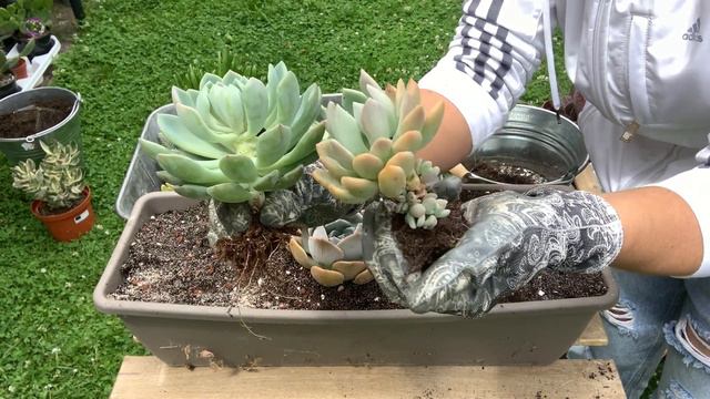 Sukulent toprağı hazırlama ve Sukulentlerin marketteki renklerinin aldatmacası #succulent #sukulent смотреть онлайн