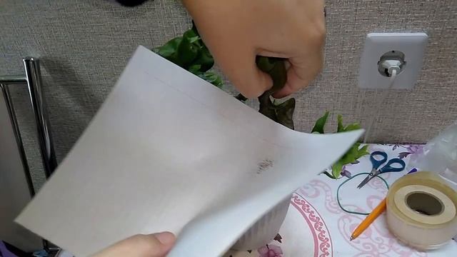 Мои комнатные растения // Как посеять споры папоротника // Цветет хойя Мирабилис смотреть онлайн