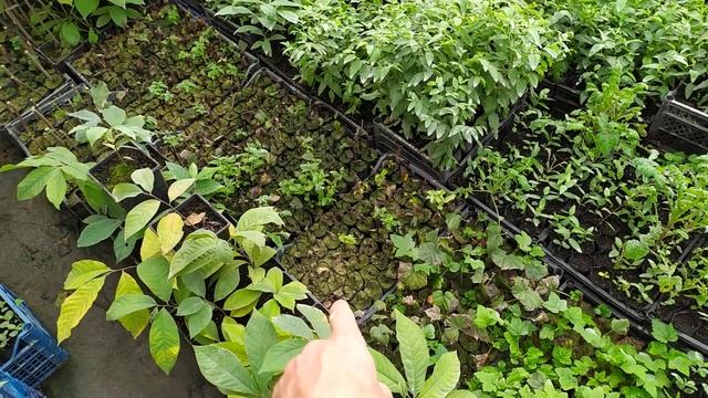 САЖЕНЦЫ - СЕЯНЦЫ разных культур : Зизифус Хурма Азимина Фисташка и другие ... смотреть онлайн