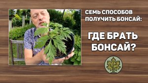 Семь способов получить бонсай:  Где брать бонсай?