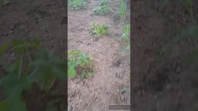 подарки от крёстной//пропадаю в огороде//что на ужин//тренировка//(1 год назад)