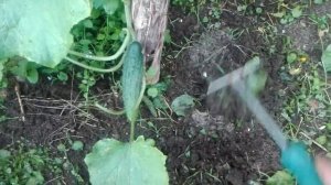Подкормка огурцов кофейной гущей- отличный урожай!!!