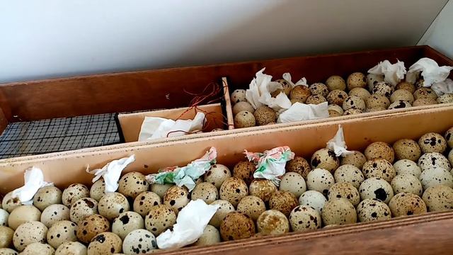 Влог: перепела для себя. Начинаем разводить перепелов заново.
