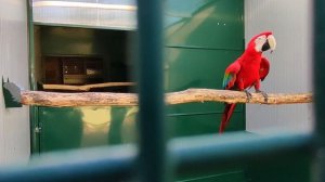 ??Выставка попугаев в Италии | Мои попугаи. День открытых дверей в Питомнике попугаев Ара, Жако и д