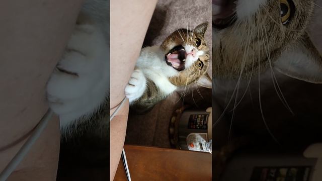 ❤️ Про смешных котов. Шортс