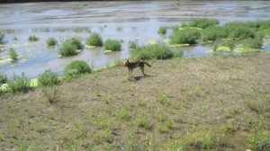 The Amazing Australian Kelpie