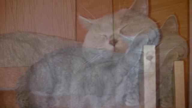 Ленивый кот. Тимофей - любитель здорового сна смотреть онлайн