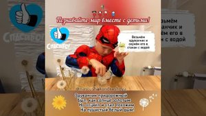 Детские эксперименты / Опыты с детьми / ОПЫТ С ОДУВАНЧИКОМ