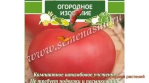 Томат обыкновенный Волгоградские зори ? обзор: как сажать, семена томата Волгоградские зори