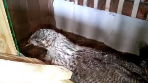 Цыплята котляревские 1, 5 мес.